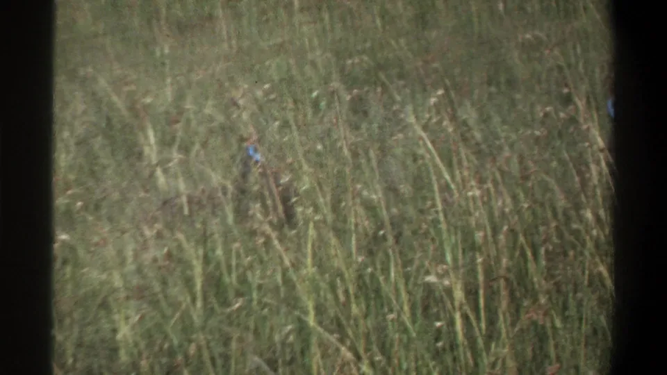 1969 Lagos home-movie frame showing tall grass with a small guinea fowl-like bird partly obscured near the left side.