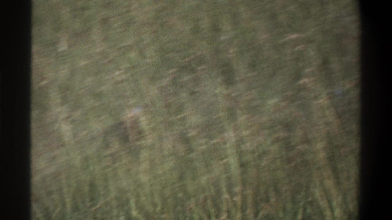 Blurred tall grass occupies the frame with no clear bird visible.