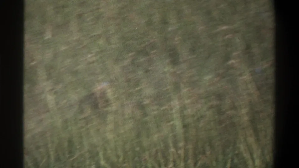 Soft 8mm frame from the Lagos clip showing tall grass and field texture, with no clearly visible people or structures.