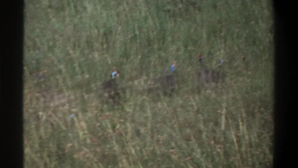 1969 Lagos frame showing several guinea fowl-like birds moving through dense grass, partly hidden by the vegetation.