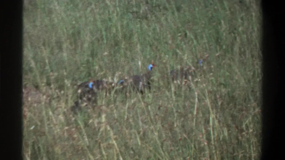 1969 Lagos home-movie frame showing two guinea fowl-like birds with blue facial markings among tall grass.