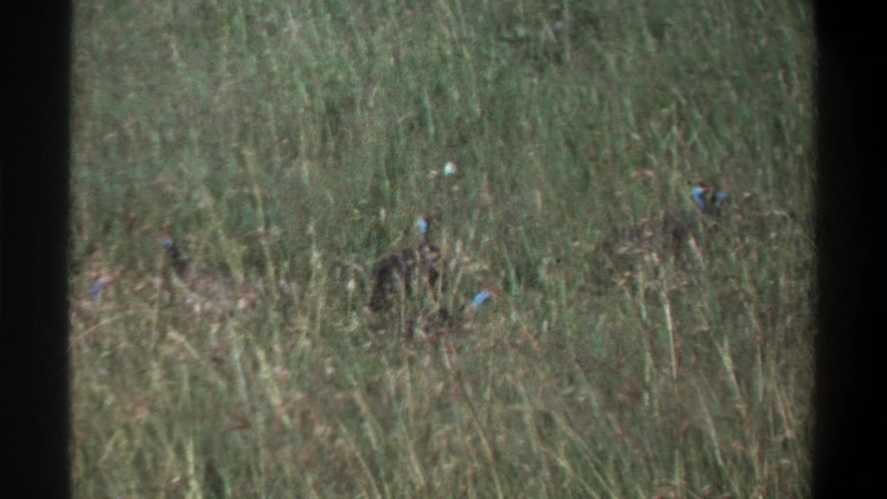 1969 Lagos home-movie frame showing small dark birds with blue and red facial markings partly hidden in tall grass.