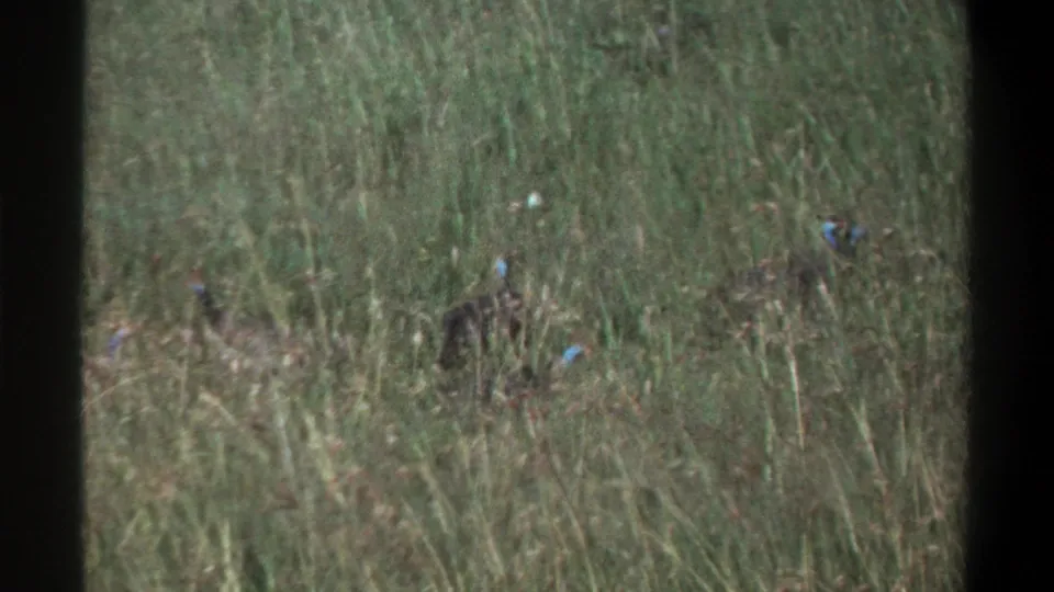 1969 Lagos home-movie frame showing small dark birds with blue and red facial markings partly hidden in tall grass.