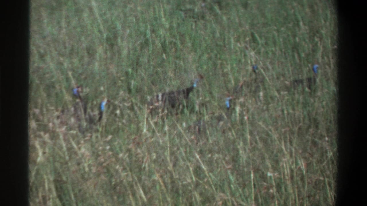 Several small birds scattered in tall grass with blue markings visible.
