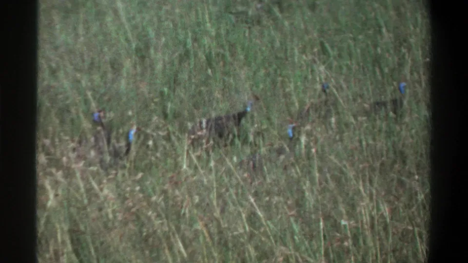 1969 Lagos frame with multiple small birds spaced across tall grass, some showing blue and red facial coloration.