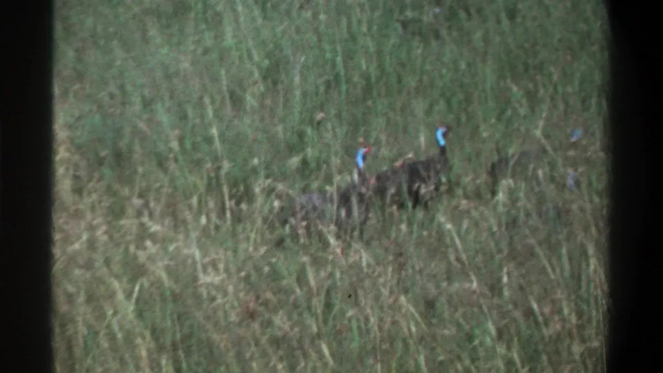 1969 Lagos 8mm frame showing a closer group of small dark birds partly obscured by tall grass and soft focus.