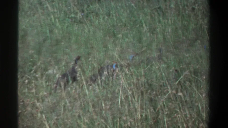 1969 Lagos home-movie frame showing small marked birds moving through dense grass near the end of the short clip.