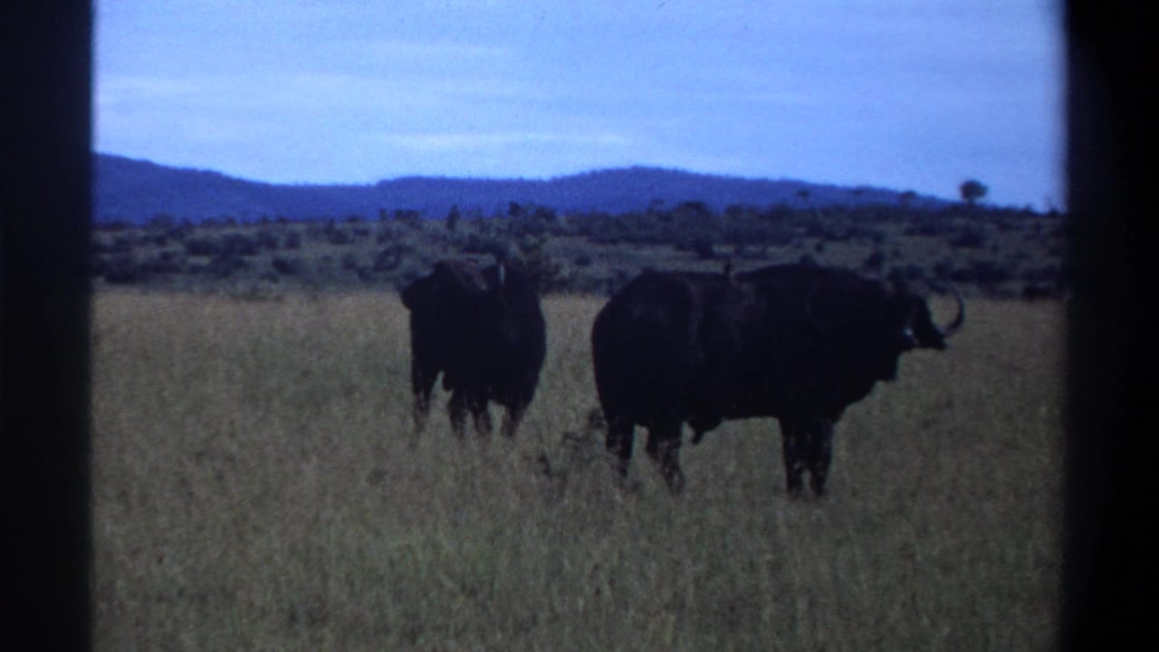 1969 Nigeria home-movie frame showing two buffalo in tall savanna grass, with low hills and pale blue sky behind them.