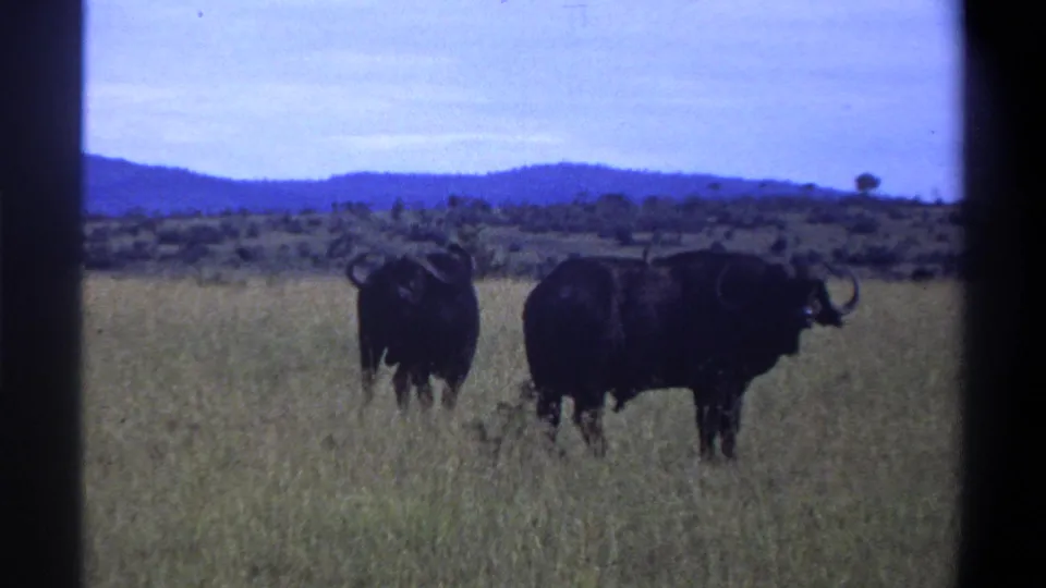 1969 Nigeria 8mm frame of two buffalo in a grassy savanna landscape, one turned away and one in side profile.