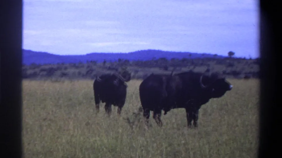 1969 Lagos, Nigeria clip frame showing two dark buffalo in tall grass, backed by distant hills and a soft pale sky.