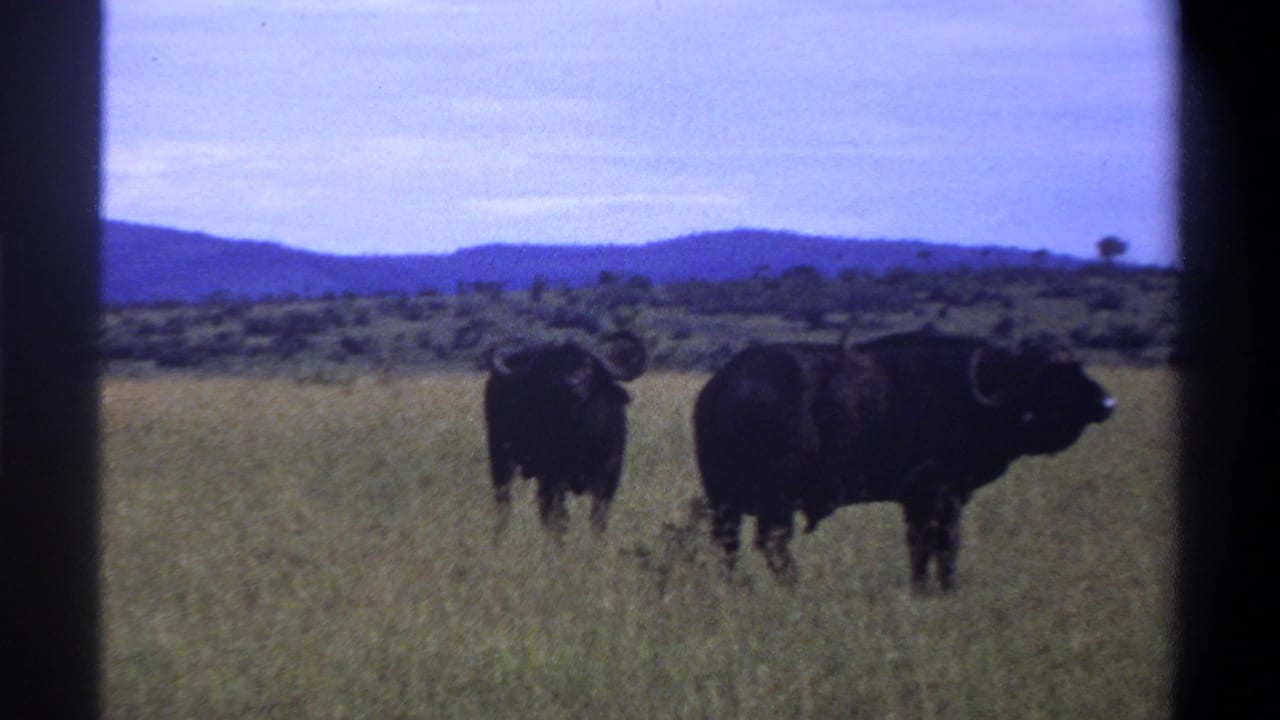 1969 Lagos, Nigeria 8mm frame showing two horned buffalo in tall grass beneath a pale sky and distant hills.