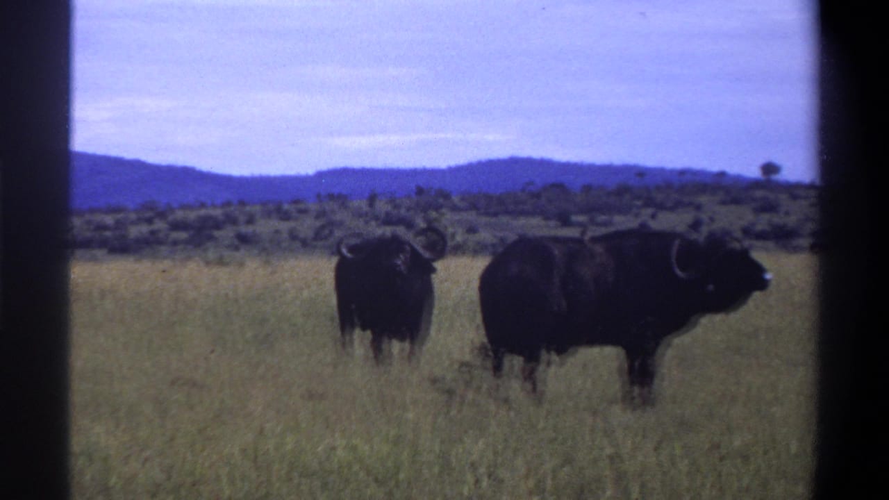 1969 Lagos, Nigeria 8mm frame with two buffalo in tall grass, backed by scrubland and hazy hills.