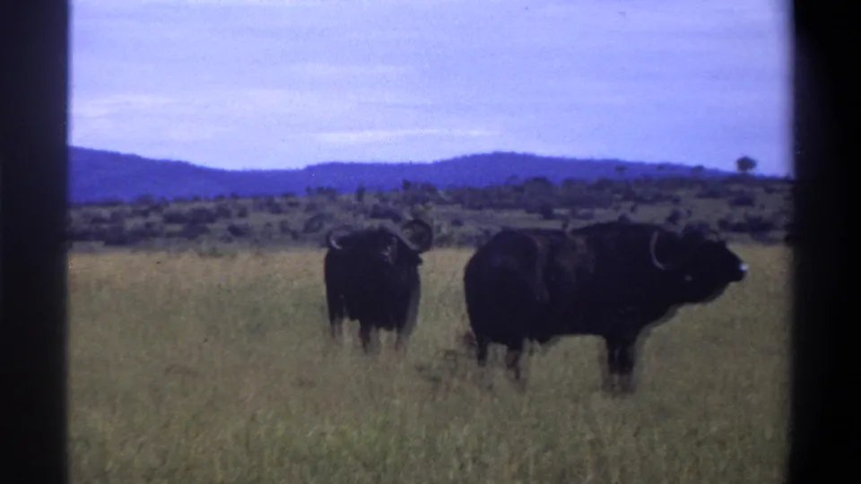 1969 Lagos, Nigeria 8mm frame with two buffalo in tall grass, backed by scrubland and hazy hills.