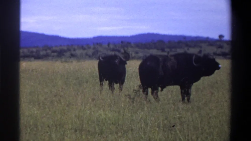 1969 Lagos, Nigeria 8mm frame of two dark horned buffalo standing in tall grass with hills beyond.