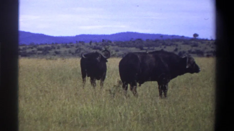 1969 Lagos, Nigeria 8mm frame showing two buffalo in tall grass, with scrub and hills across the horizon.