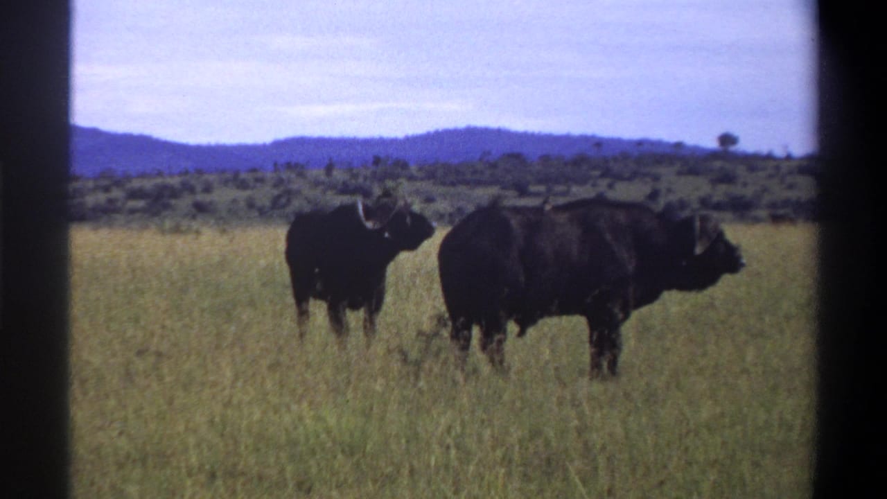 Two buffalo in a green field, one facing sideways and one partly behind it.