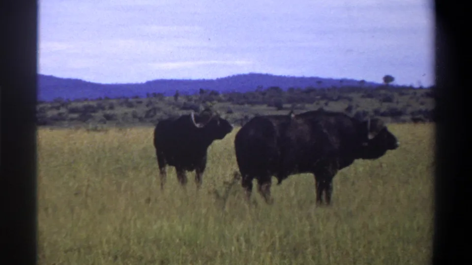 1969 Lagos, Nigeria 8mm frame showing two dark buffalo in tall grass against a hazy hill backdrop.