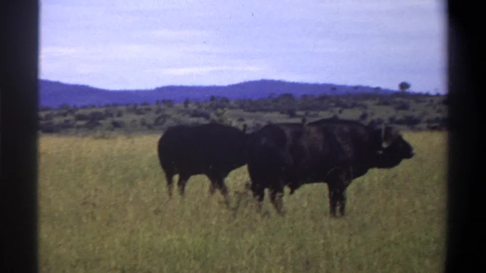 1969 Lagos, Nigeria 8mm frame with two buffalo close together in grassland beneath a pale sky.