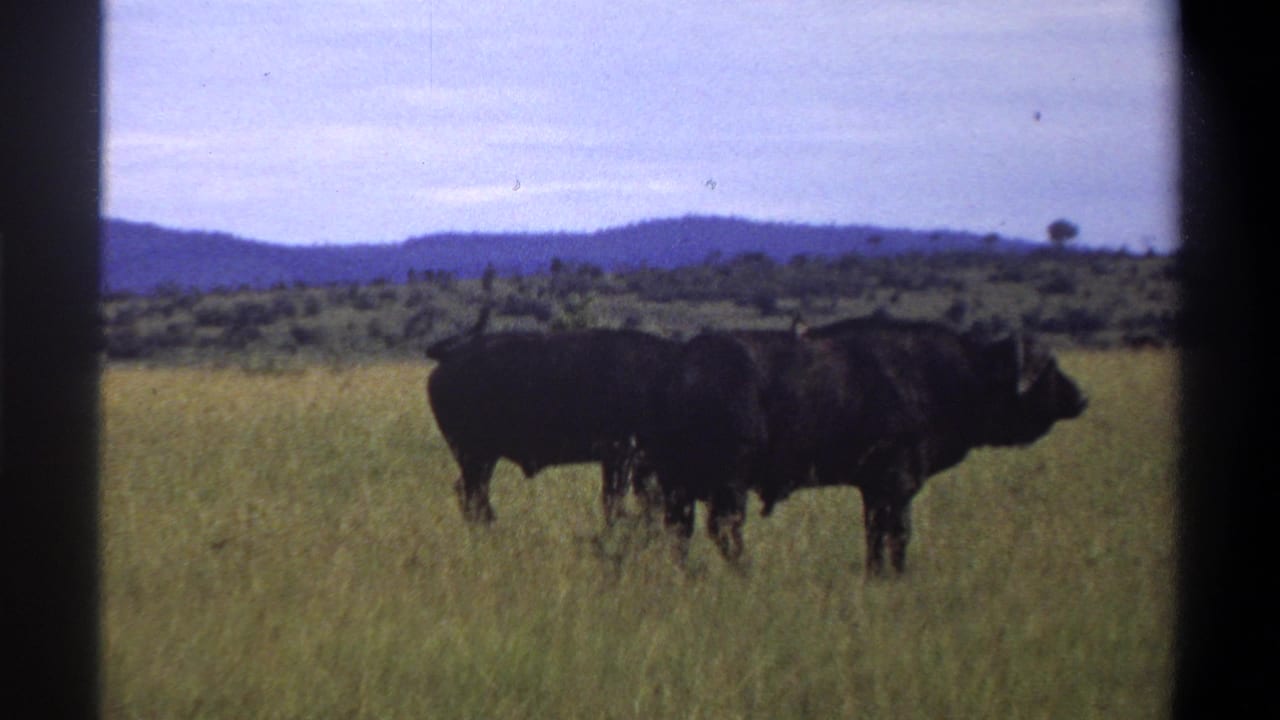 1969 8mm footage identified as Lagos, Nigeria, showing two African buffalo in profile in tall grass with low hills behind them.