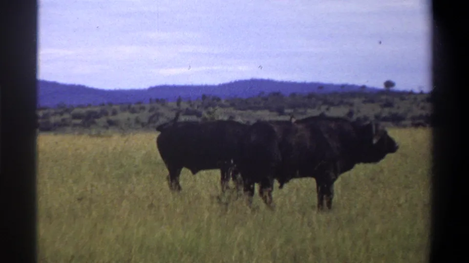 1969 8mm footage identified as Lagos, Nigeria, showing two African buffalo in profile in tall grass with low hills behind them.