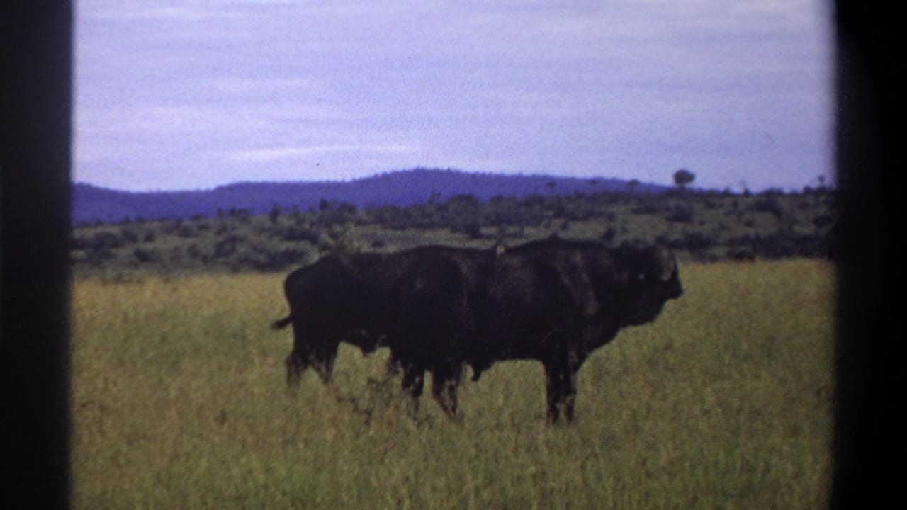 Two dark buffalo appear in the grassland in this 1969 Lagos, Nigeria 8mm frame, with a low ridge line and pale blue sky beyond.