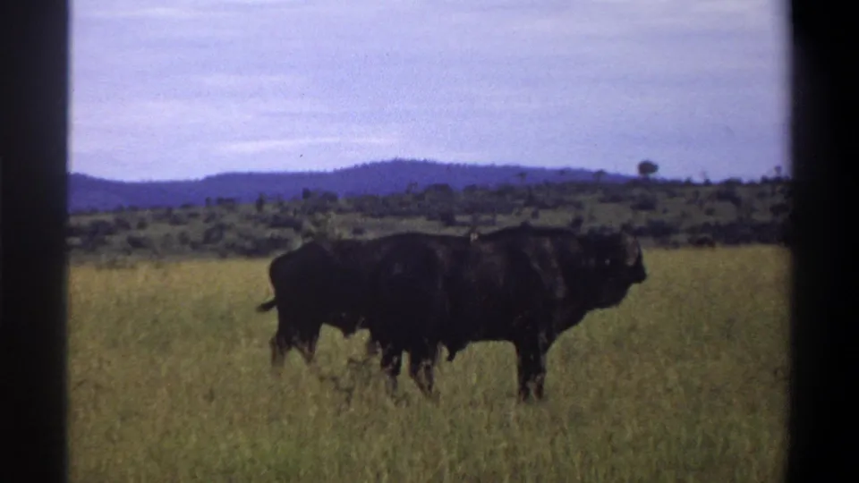 Two dark buffalo appear in the grassland in this 1969 Lagos, Nigeria 8mm frame, with a low ridge line and pale blue sky beyond.