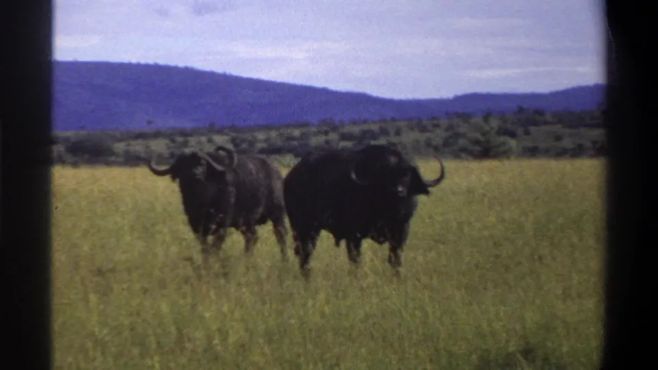 In a 1969 Nigeria home-movie frame, two African buffalo face toward the camera from tall grass, their curved horns visible against distant hills.