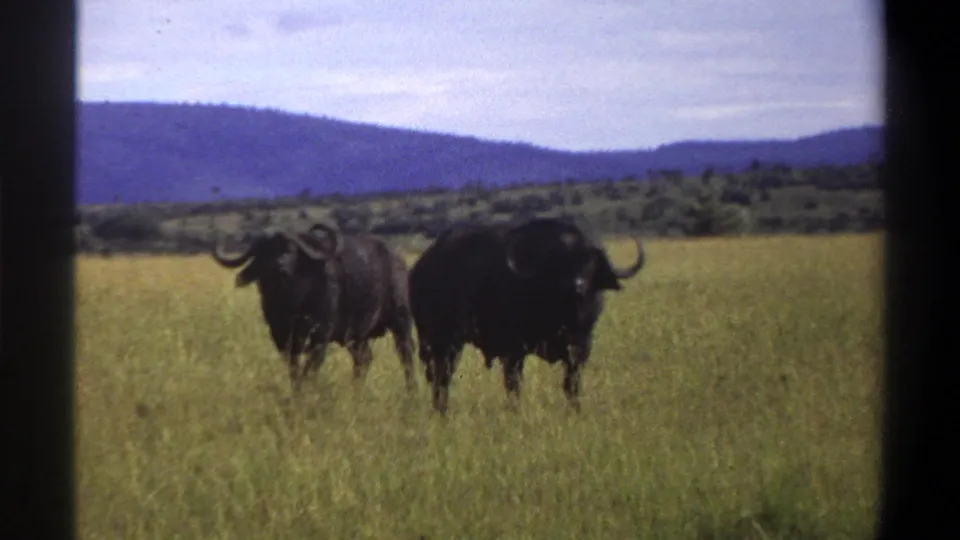 The final 1969 Lagos, Nigeria frame shows two horned buffalo standing side by side in tall grass, with low hills and a pale sky in the background.