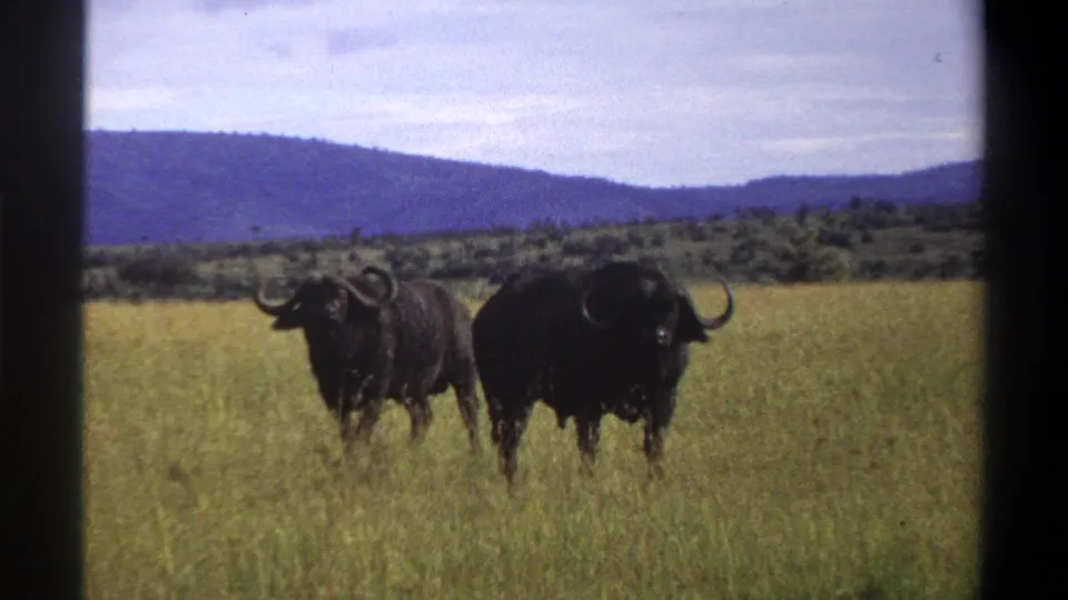 Two African buffalo stand in a grassy field in 1969 Nigeria footage, with low hills and a pale sky in the background.