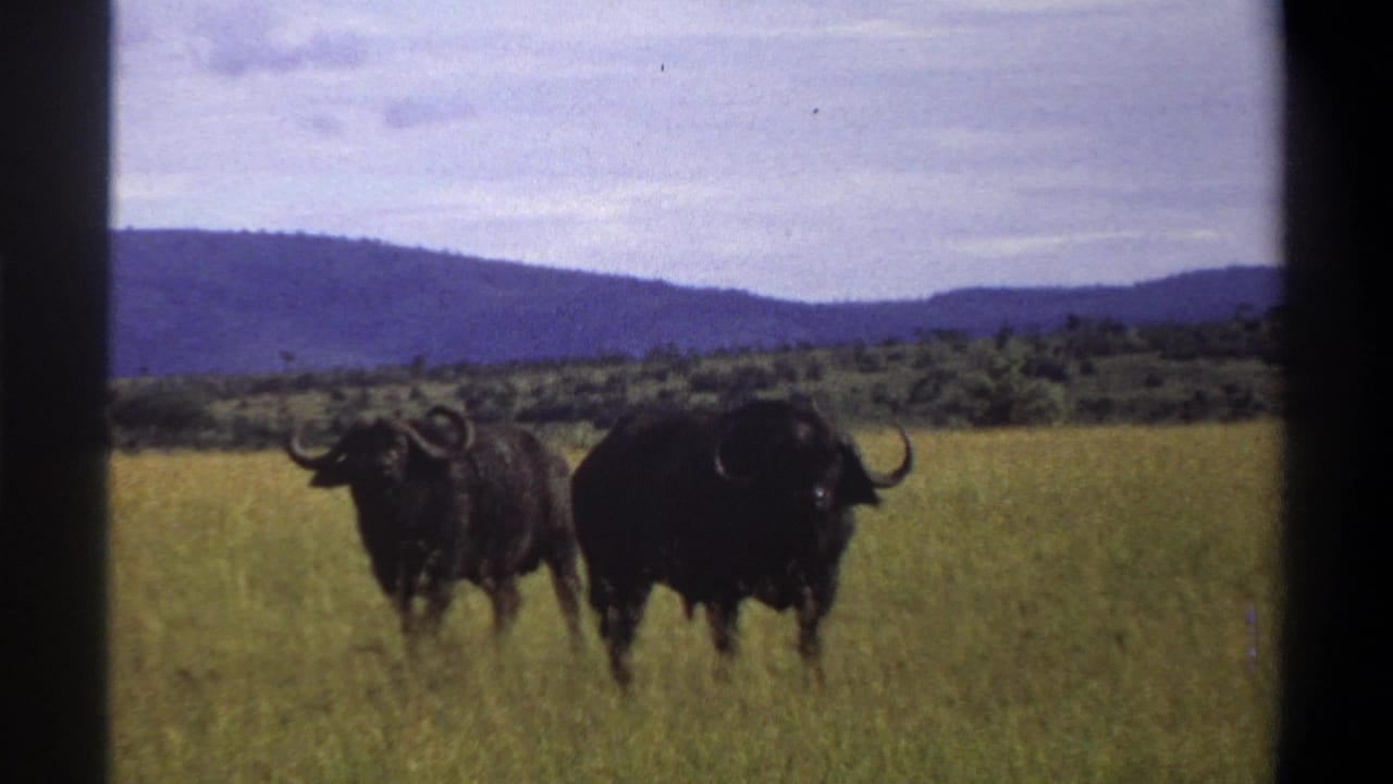 Two dark buffalo with curved horns stand in tall grass in 1969 Nigeria archival home-movie footage.