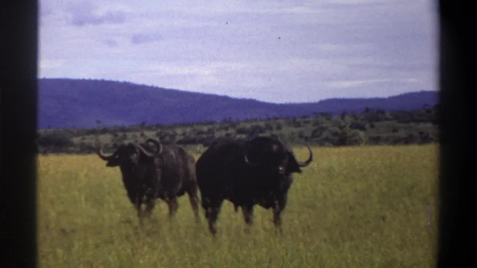 Two dark buffalo with curved horns stand in tall grass in 1969 Nigeria archival home-movie footage.
