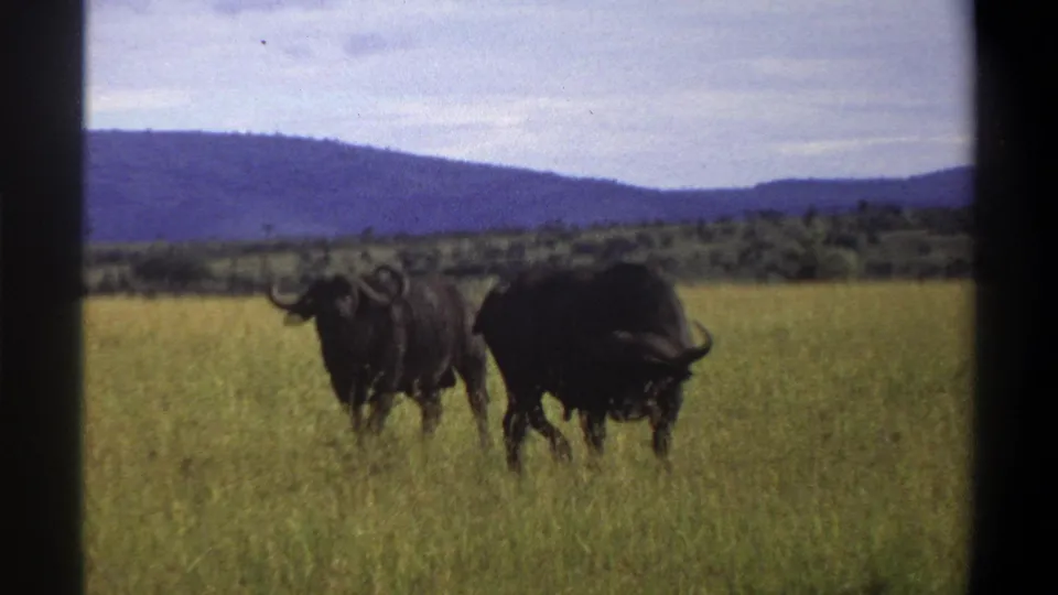 Two buffalo appear in tall grass, one partly turned, in soft 8mm footage from the Nigeria clip metadata.