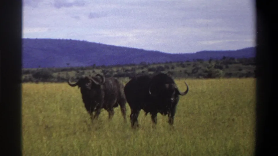 Two African buffalo remain in a grassy field, framed by distant hills and visible 8mm film borders.