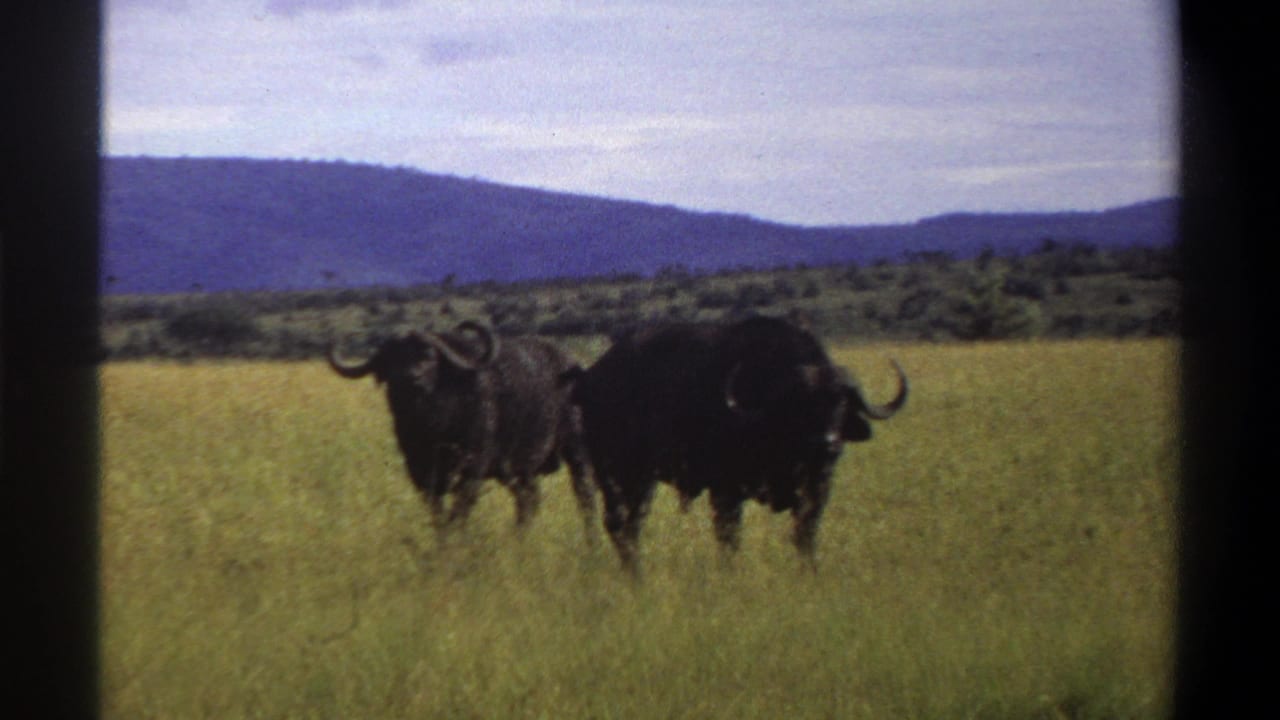 1969 Lagos, Nigeria metadata frame showing two African buffalo in yellow-green grass below distant hills, seen through dark vertical borders.
