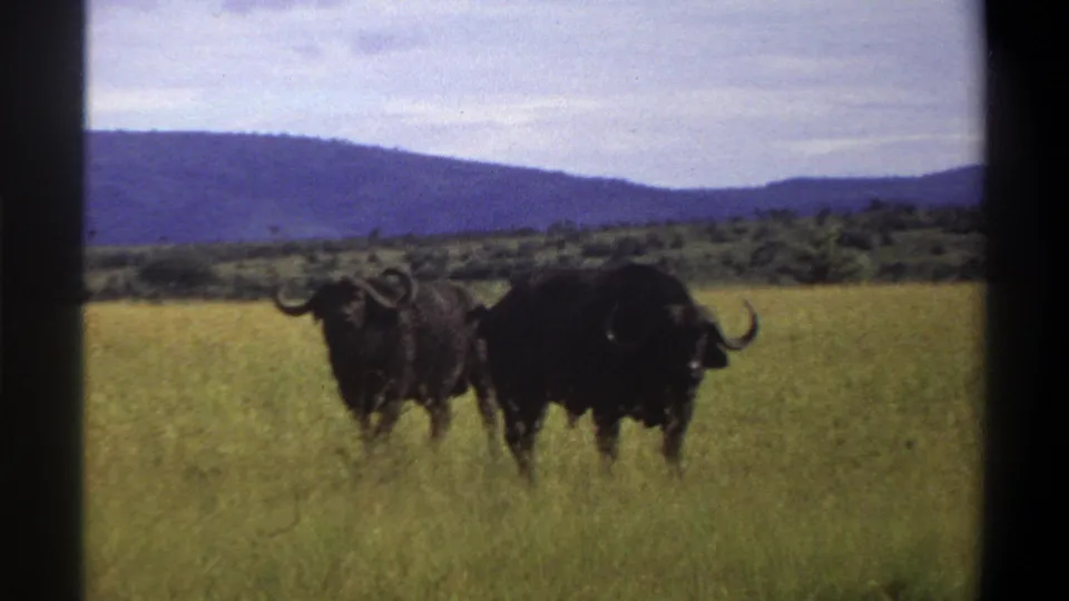 1969 Lagos, Nigeria metadata frame showing two African buffalo in yellow-green grass below distant hills, seen through dark vertical borders.