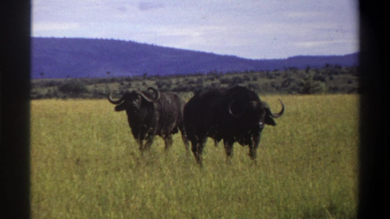 Two buffalo move through grass, one facing the camera and one turned away.