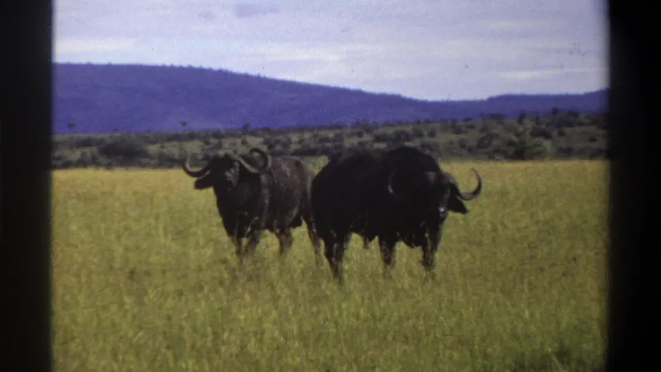 Two African buffalo appear in open grassland, with one facing toward the camera and another angled away under a pale sky.