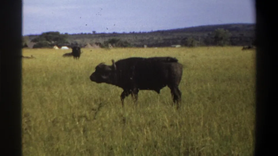 A buffalo in side profile stands in tall grass, with distant low hills and small pale shapes across the field.