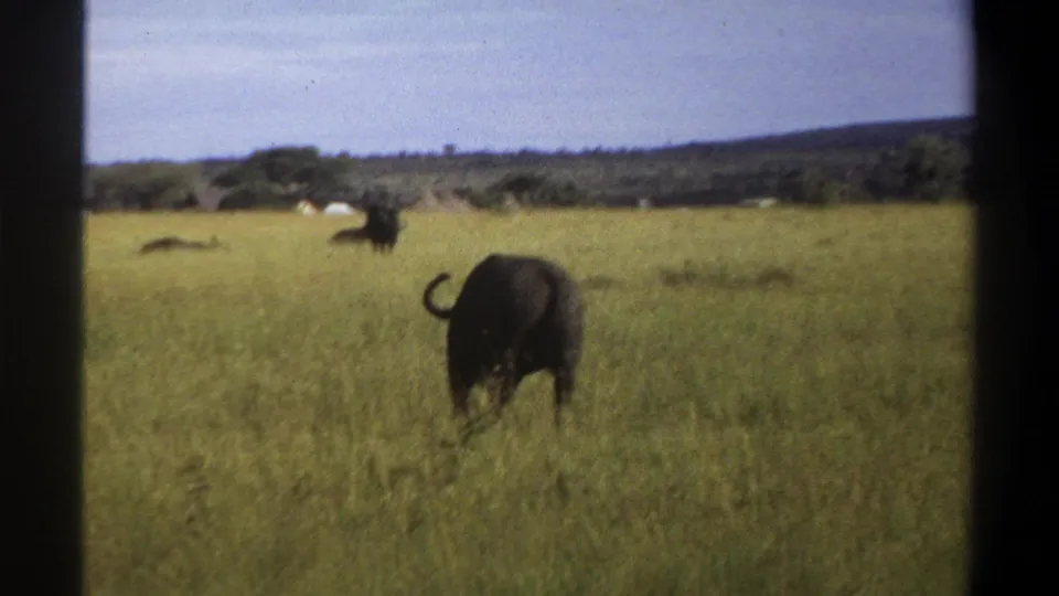 A buffalo is viewed from behind in tall grass, with distant low hills and small pale forms in the background landscape.