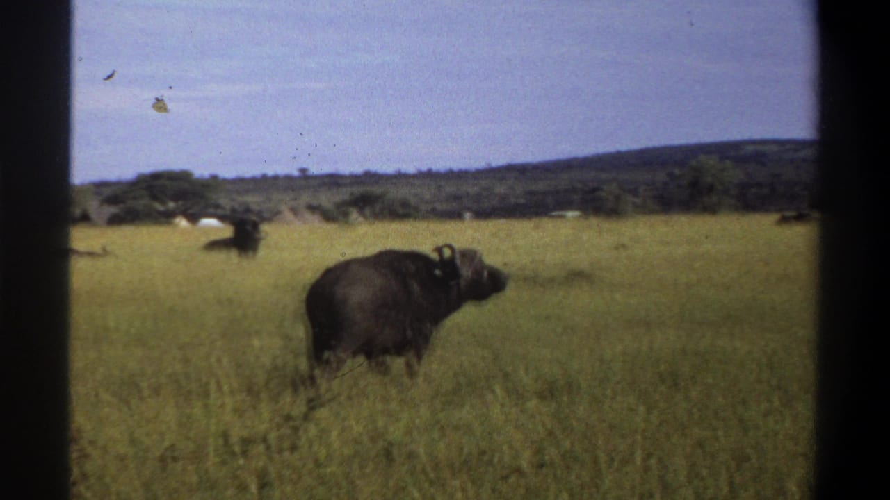 Horned buffalo standing in tall grass with distant hills and dark film borders.