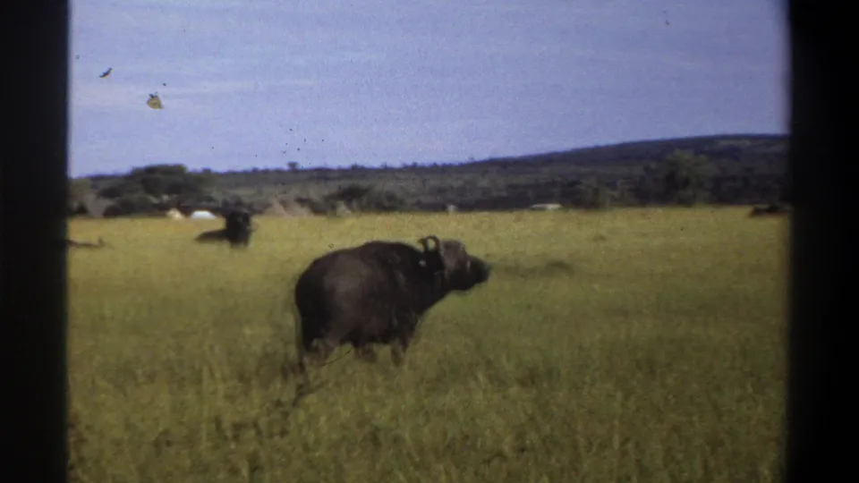 1969 8mm footage frame of a horned buffalo in tall grass near distant hills, with visible film grain and gate borders.