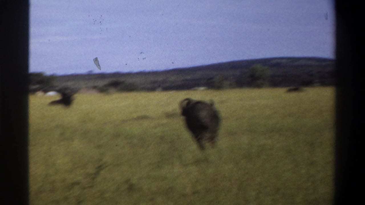 1969 Lagos, Nigeria 8mm frame showing a buffalo moving through tall savanna grass under a pale sky.