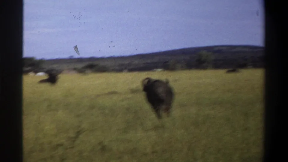 1969 Lagos, Nigeria 8mm frame showing a buffalo moving through tall savanna grass under a pale sky.