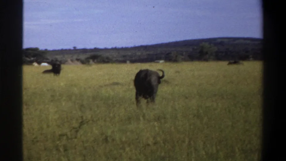 Rear view of a buffalo walking through grass in 1969 archival 8mm footage from Lagos, Nigeria, with distant hills beyond.