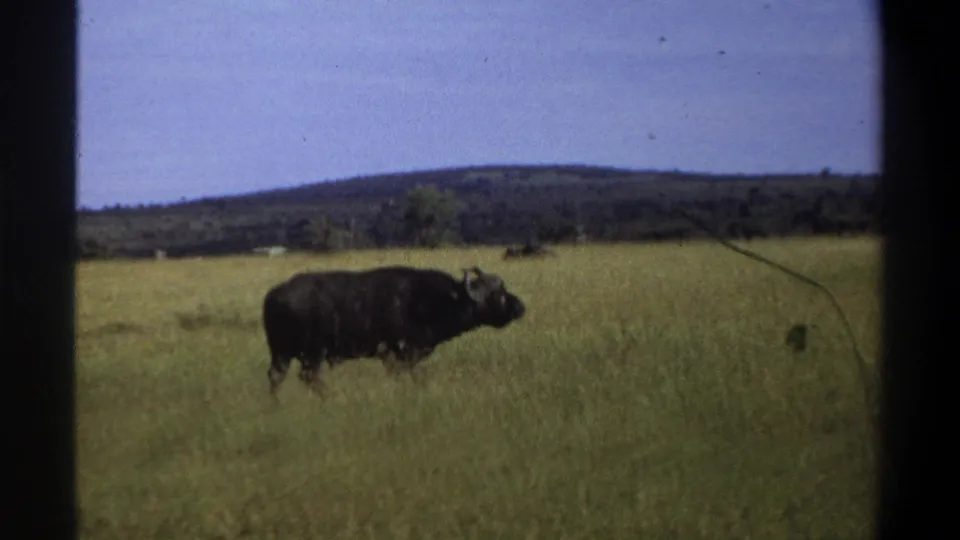 Side view of a horned buffalo in tall grass, captured in soft 1969 8mm home-movie footage from Lagos, Nigeria.