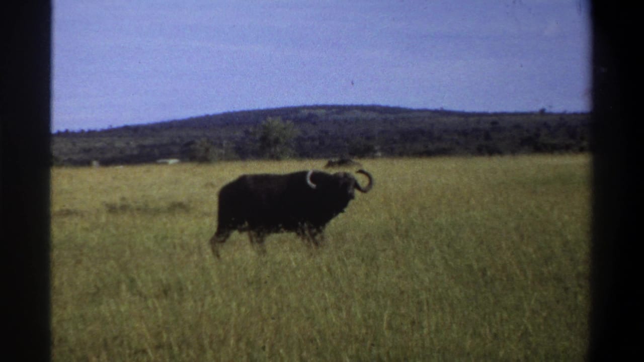 1969 Lagos, Nigeria 8mm frame showing a dark horned buffalo in tall grass, with low hills and blue sky in the background.
