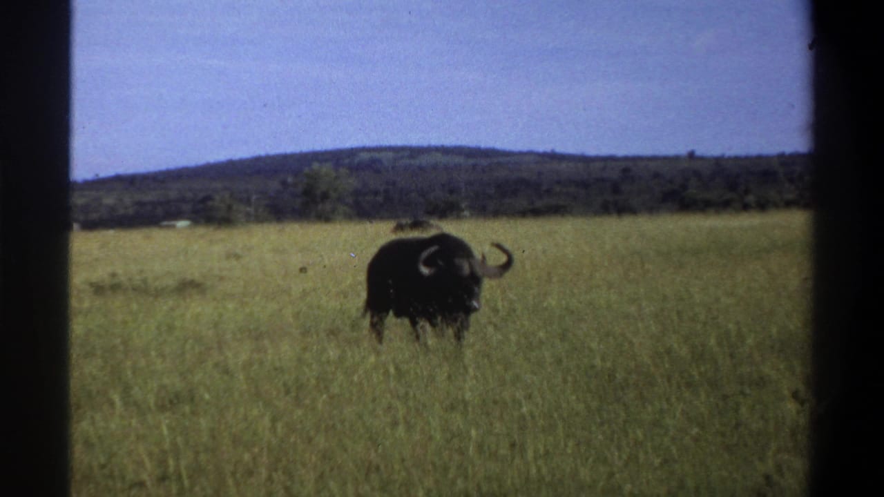 Buffalo facing the camera in tall grass, with horns visible against distant hills.
