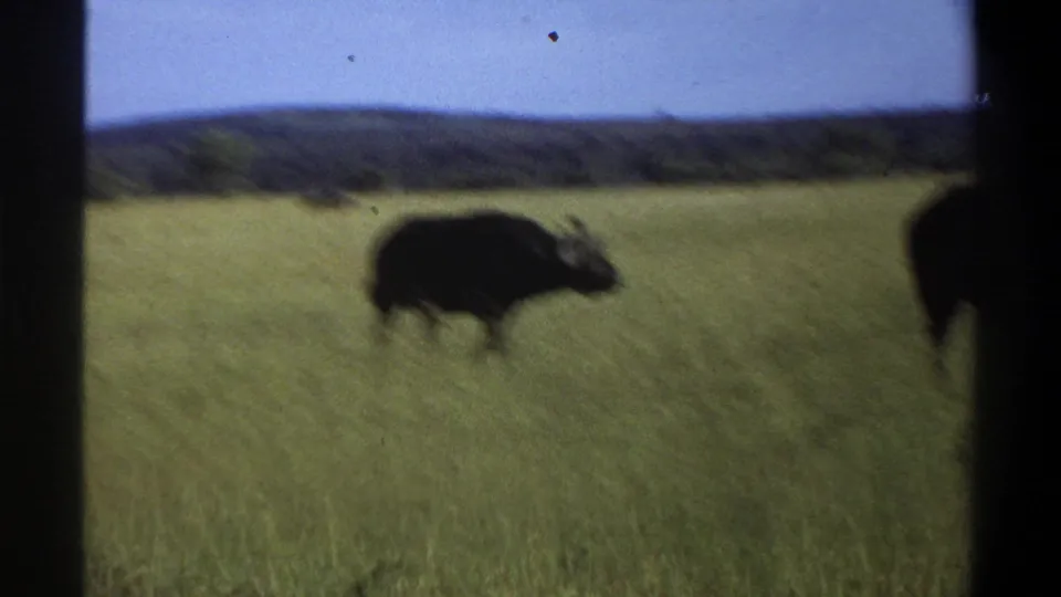 1969 Lagos, Nigeria 8mm frame with motion-blurred buffalo in grass and another dark animal partly visible at the right edge.
