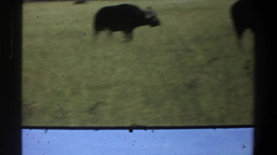 1969 Lagos, Nigeria 8mm frame showing a blurred buffalo in green grass, with a second animal only partly in frame.