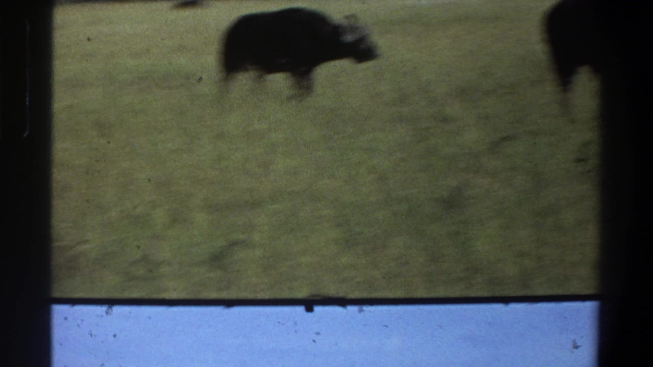 Soft 1969 Lagos, Nigeria 8mm frame with a dark buffalo moving through grass, partly blurred by handheld motion.